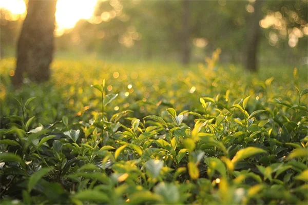 鉢植えの土を長持ちさせるたった3ステップ｜プロが実践するコスパ最強の使い回し術