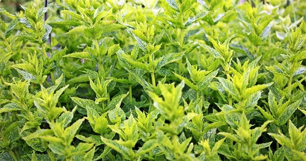 中西部北部で野菜を育てるなら知っておきたい5つのコツ