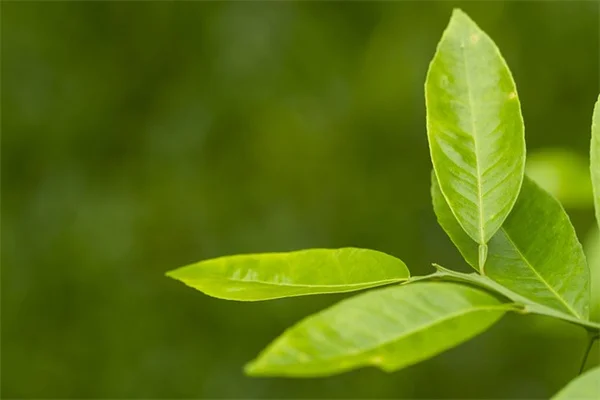 蜜蜂と蝶々が集まる！授粉昆虫のための一年草おすすめ5選と失敗しない選び方