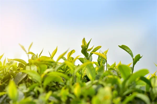 オフィスに最適な観葉植物9選！初心者でも育てやすい種類とコツ