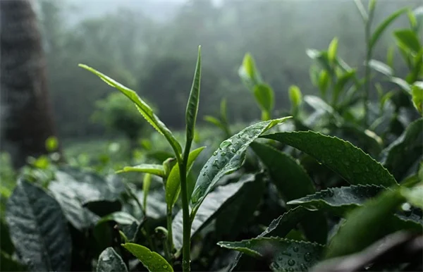 秋植え野菜はいつまで？簡単に成功するコツと最適な作物